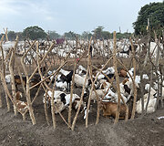 Mundari gentis, Pietų Sudanas