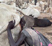 Mundari gentis, Pietų Sudanas