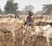 Mundari gentis, Pietų Sudanas