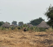 Mundari gentis, Pietų Sudanas