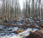 Beržtų mi&scaron;kas 