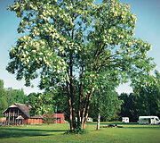 Kempingas &bdquo;Medaus slėnis&ldquo;