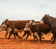 Rodeo Vait Klifse, Pietų Australija