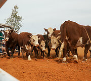 Rodeo Vait Klifse, Pietų Australija