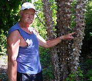 Sveikatą baltajam žmogui Afrikos džiunglėse gali sustiprinti krokodilo medis, tereikia į jį stipriai pasikasyti įtempus raumenis