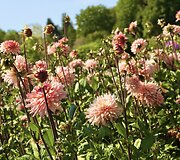 Jurginas &lsquo;Preference&rsquo;