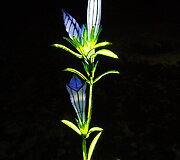 Siauralapis gencijonas 