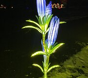 Siauralapis gencijonas 
