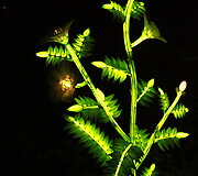 Palemonas 