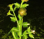 Palemonas