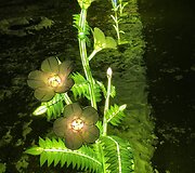 Palemonas