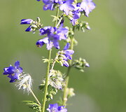 Mėlynasis palemonas 