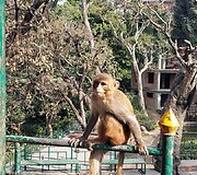 Nepalas