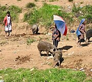Dano Pankevičiaus kelionė po Papua Naująją Gvinėją 