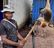 Dano Pankevičiaus kelionė po Papua Naująją Gvinėją 