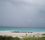Barbadosas