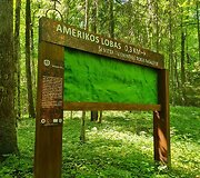 Amerikos lobas