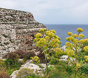 Malta