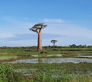 Madagaskaras