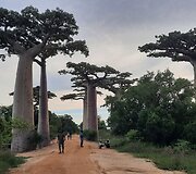 Madagaskaras