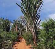 Madagaskaras