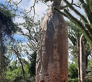 Madagaskaras