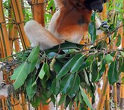 Madagaskaras