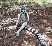 Madagaskaras