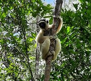 Madagaskaras