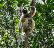 Madagaskaras