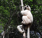 Madagaskaras