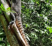 Madagaskaras