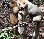 Madagaskaras