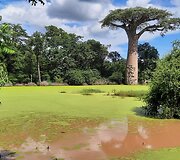 Madagaskaras