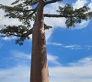 Madagaskaras