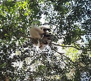 Madagaskaras