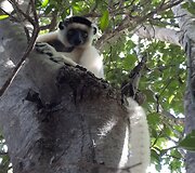 Madagaskaras