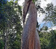 Madagaskaras