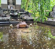 Kelionė po Japoniją