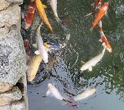 Kelionė po Japoniją
