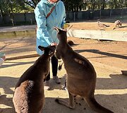 Australijoje yra daug gyvūnus gydančių rezervatų