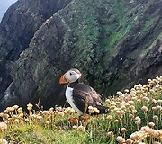 Atlantinis mormonas, Sumburgh, &Scaron;kotija
