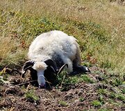 Rūtos Rudokaitės kelionė Albanijoje