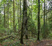Panerių pažintinis takas