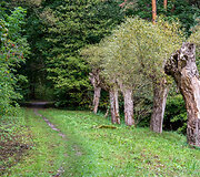 Panerių pažintinis takas