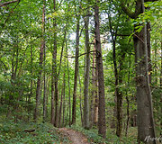 Panerių pažintinis takas