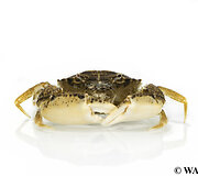 Dumblinis krabas