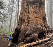 Mažas prie&scaron; didelį, 186 cm prie&scaron; 7000 cm. Sekvojų nacionalinis parkas (Kalifornija, JAV)