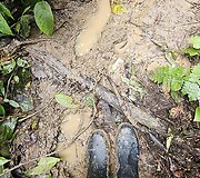 Lietuvių kelionė į Amazonės džiungles