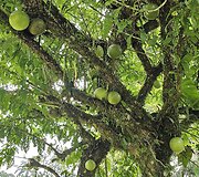 Lietuvių kelionė į Amazonės džiungles